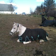 Anden særlig race Mr Playboy