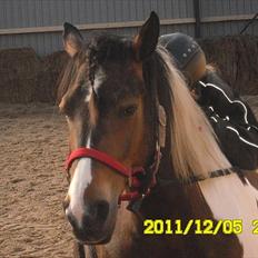 Pinto Søholt's Teepee"Goodbye my savior"