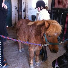 Shetlænder Emil!<33