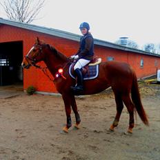 Dansk Varmblod Last Lya