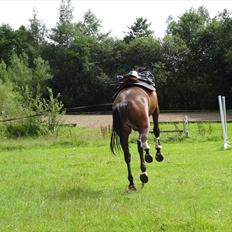 Dansk Varmblod Herslev Marks Cosmo