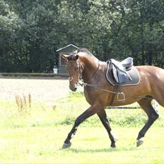 Dansk Varmblod Herslev Marks Cosmo