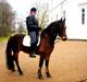 Welsh Cob (sec D) Låddenhøjs Donnovan [Tidl. Part]