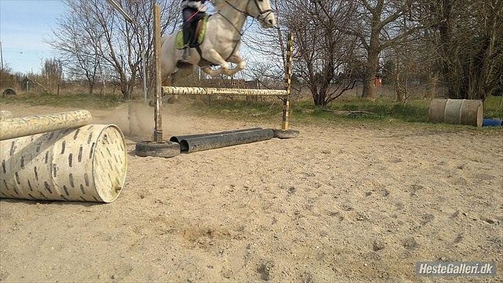 Hollandsk Sportspony Grey hound - Mig. billede 14