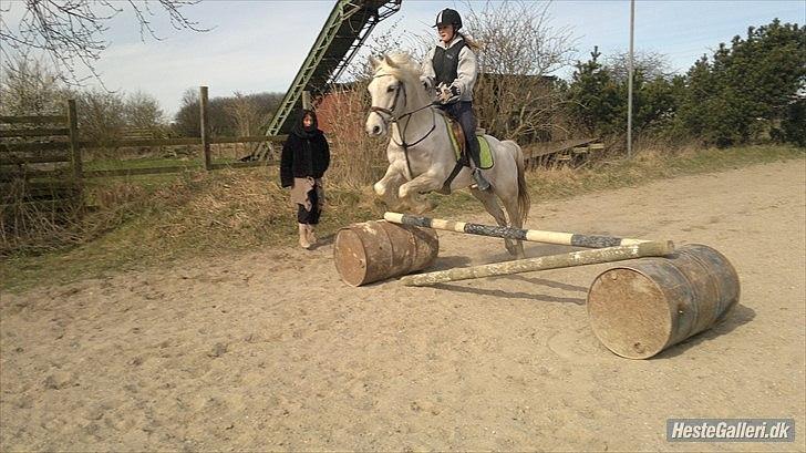 Hollandsk Sportspony Grey hound - mig. billede 15