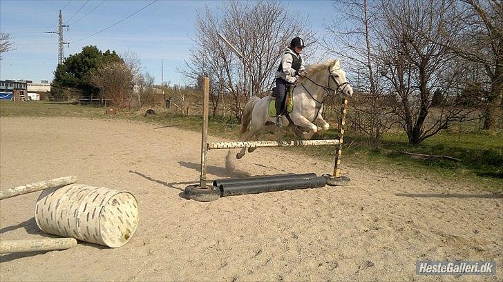 Hollandsk Sportspony Grey hound - mig. billede 16