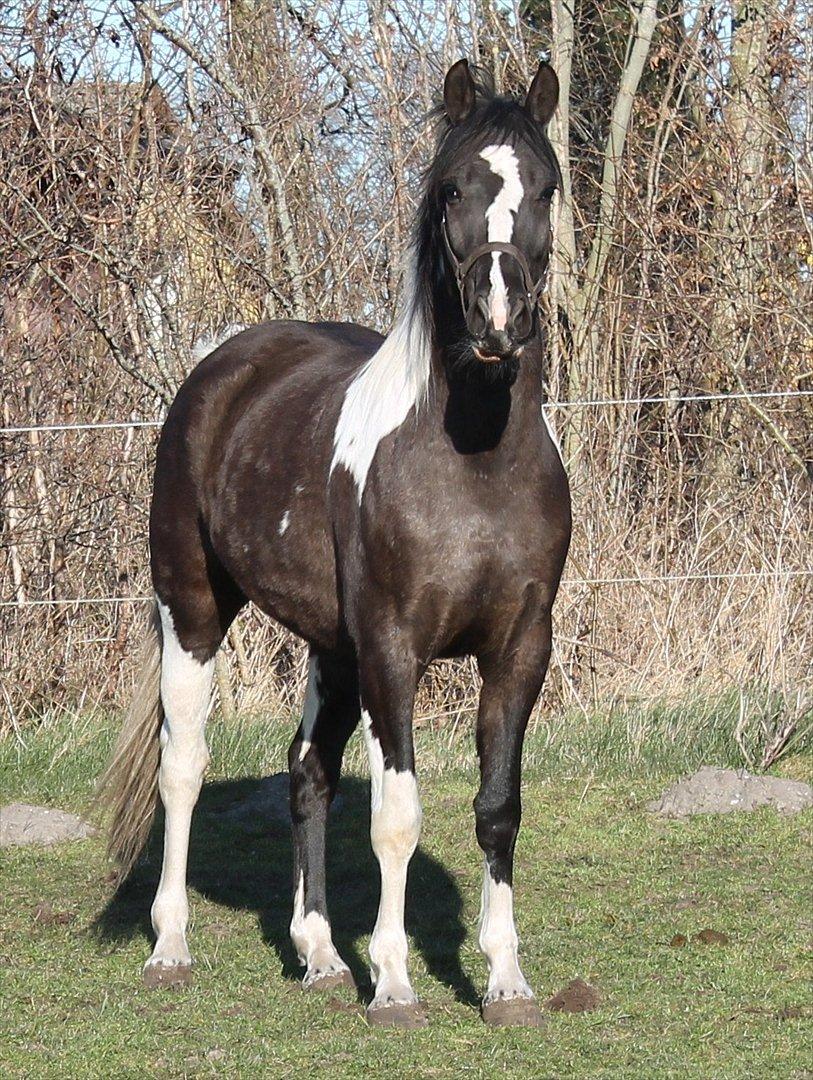 Pinto Marusaki - Dejlige hest, på fold i februar :-)  billede 1