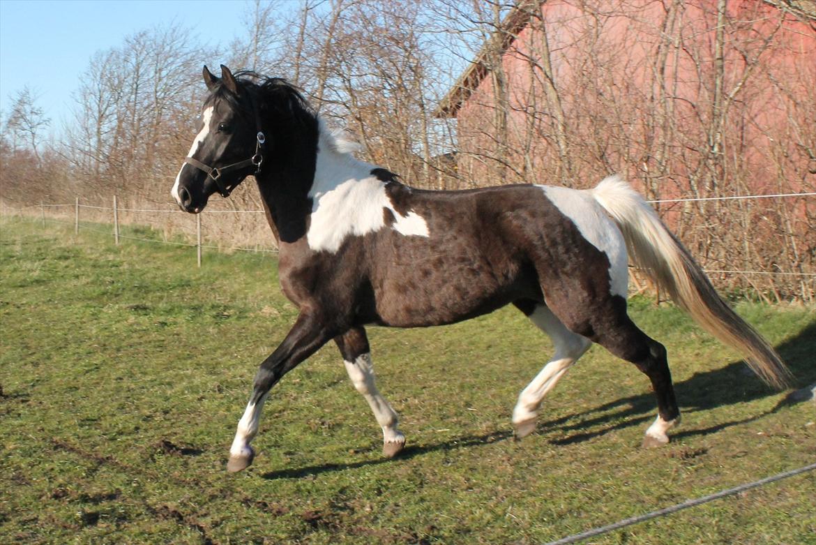 Pinto Marusaki billede 3