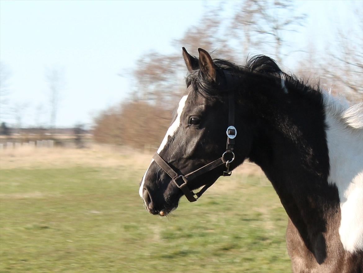 Pinto Marusaki billede 4