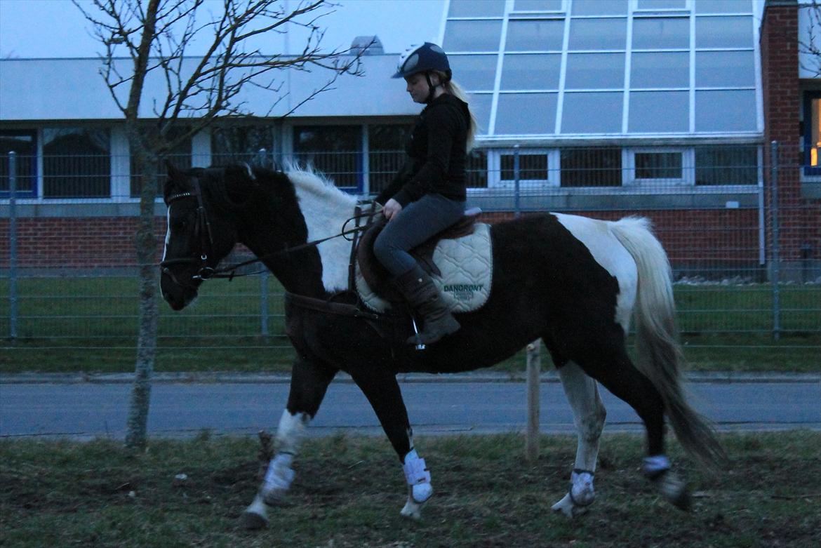 Pinto Marusaki - Første gang på ryggen af Maru, midt i marts 2012 billede 5