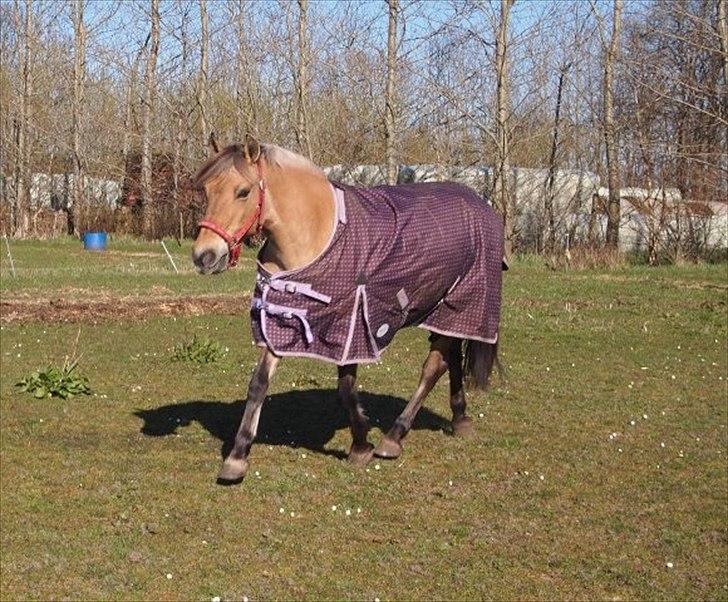 Anden særlig race Lilli min alt. Aldrig glemt i hjertet gemt!! billede 2