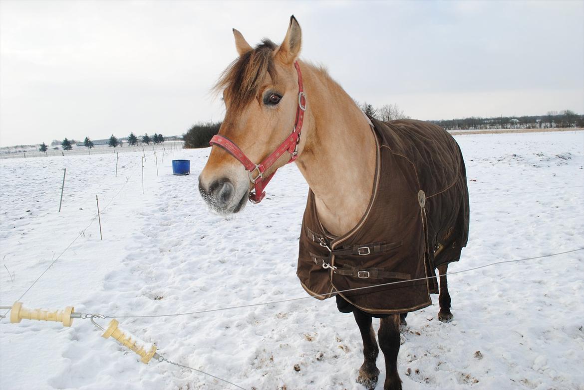 Anden særlig race Lilli min alt. Aldrig glemt i hjertet gemt!! - Første vinter med dig <3 billede 3