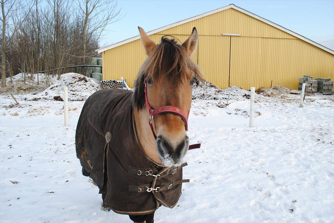 Anden særlig race Lilli min alt. Aldrig glemt i hjertet gemt!! billede 4