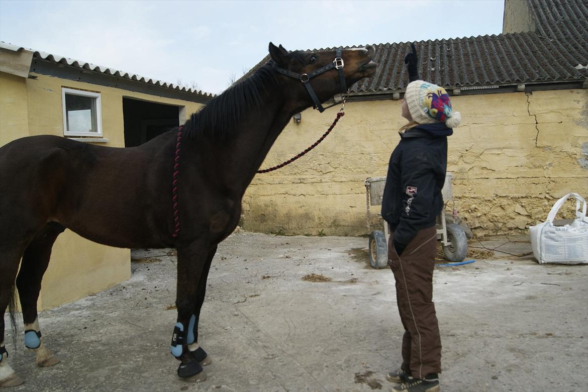 Tysk Sportspony Blind-Date - "Smil" - et trick jeg selv har lært ham (7-4-2012) billede 9