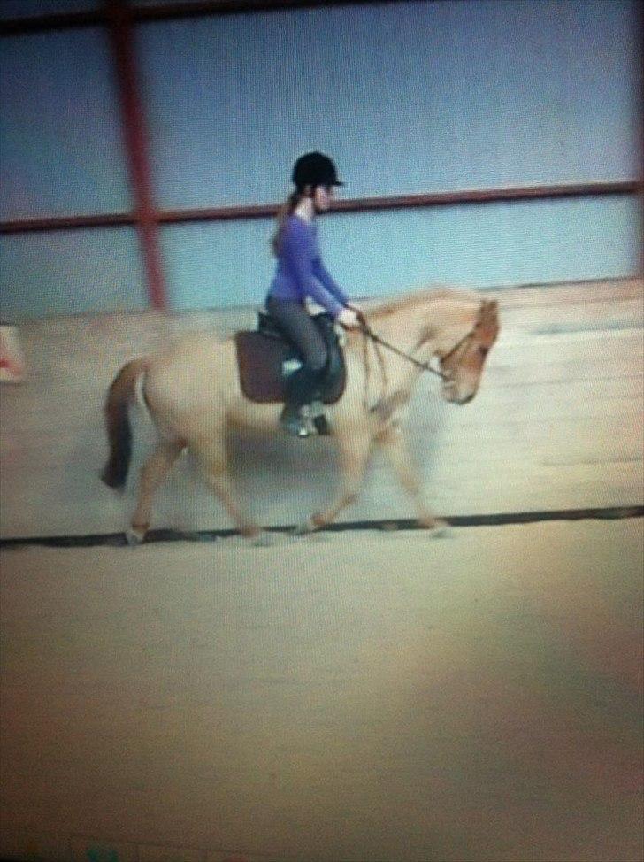 Anden særlig race Lucas <3 - Første gang jeg rider på ham efter jeg har fået part på ham!♥
Det er taget ud fra en video, så det er lidt sløret!<3
Men han var så fandens sød!♥ Så kunne ikke andet end at ligge det ind<3
tag jer ikke af hvordan jeg sidder. Kig på ponyen!<3  billede 16