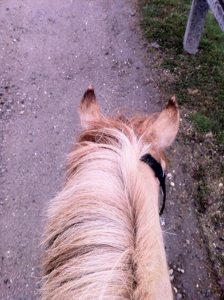 Anden særlig race Lucas <3 - I skoven på den glade pony!<3
Du gør mig så glad Babypony!<3 :-* billede 17