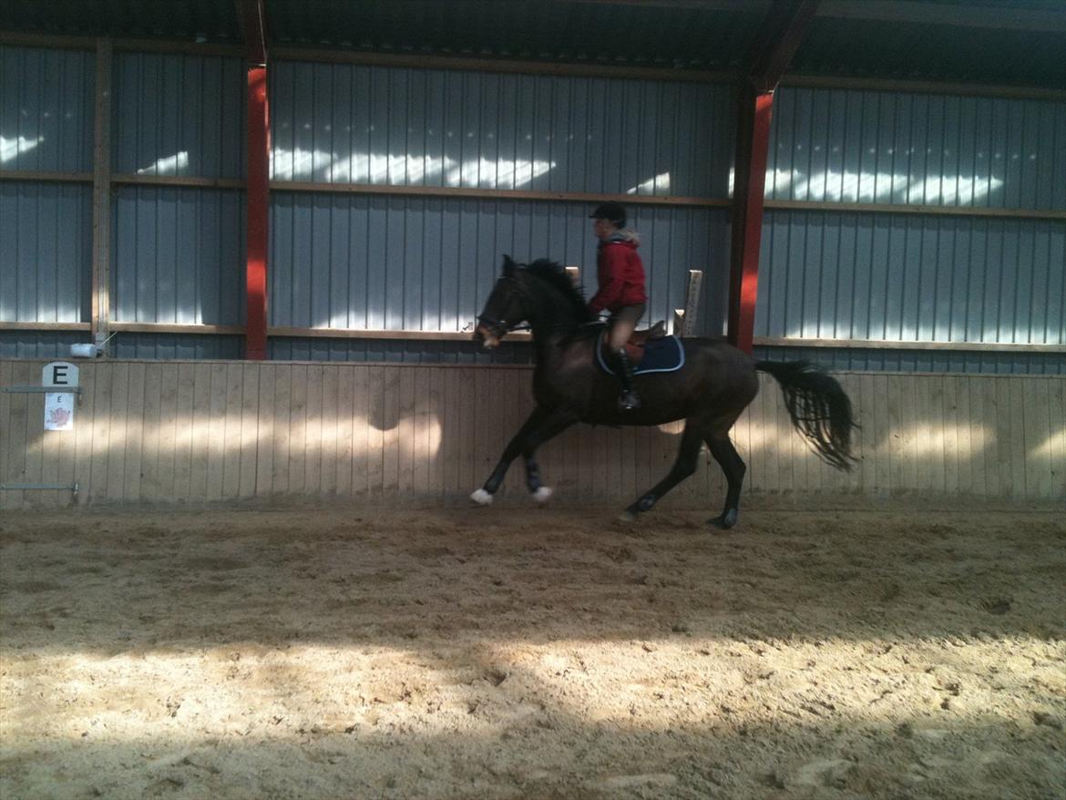 Holstener Medusa - Billed taget fra aller første springtræning :) billede 11