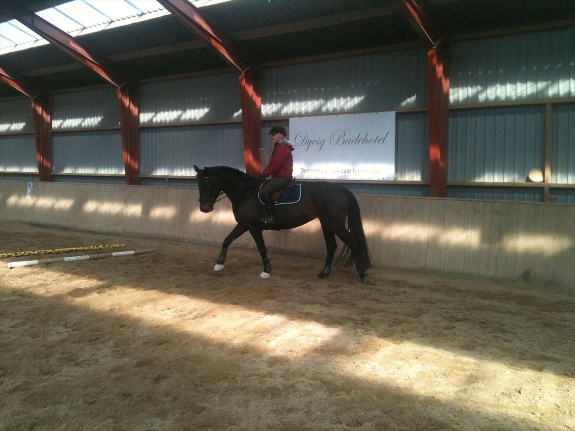 Holstener Medusa - Skridtpause fra aller første springtræning :) billede 12