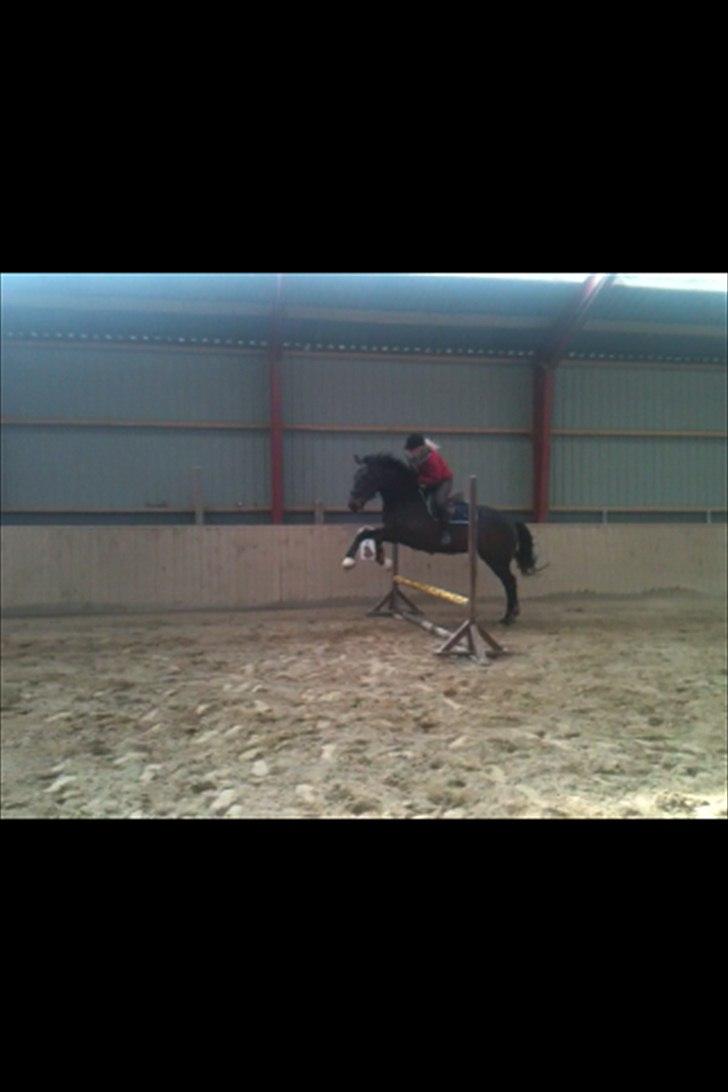 Holstener Medusa - Første gang Medusa springer under rytter d.07-04-2012. Hun var så sej!
Undskyld kvaliteten, taget fra Video.  billede 13
