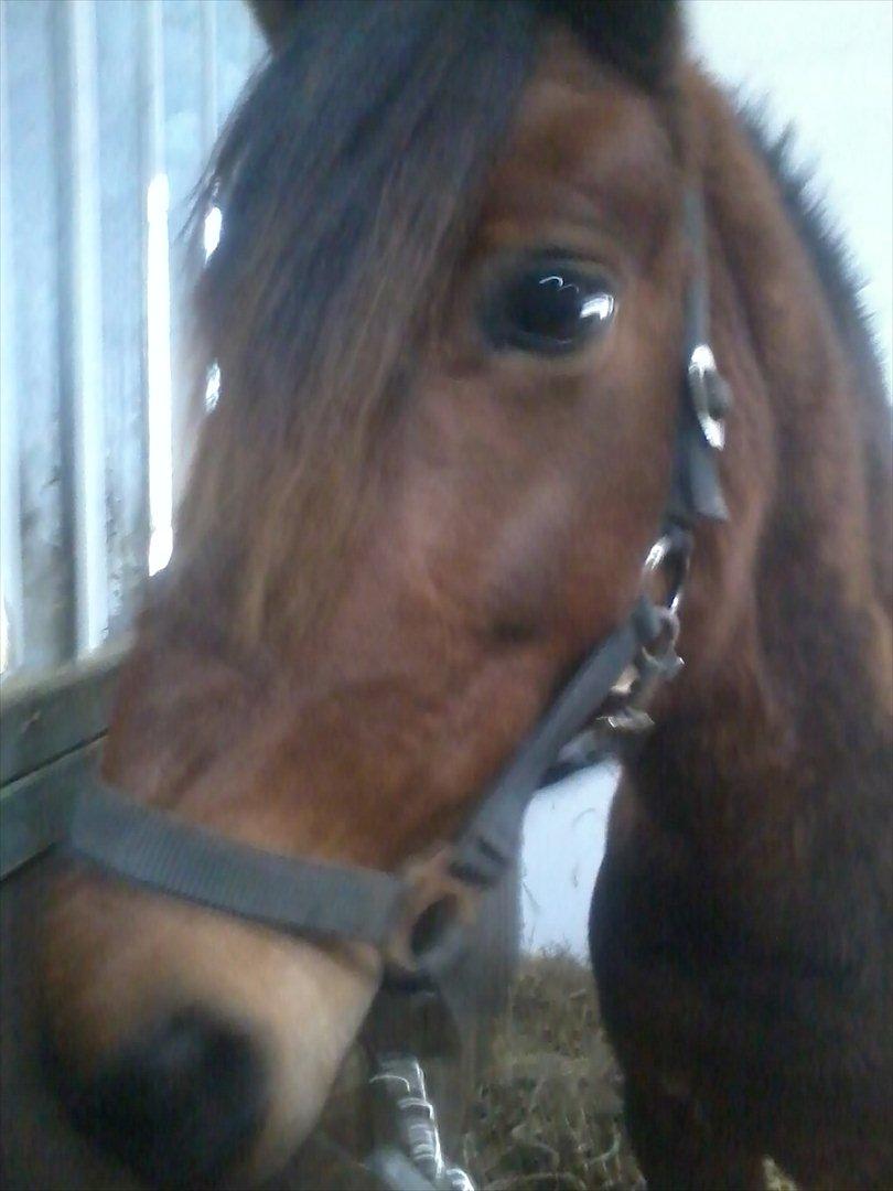 Anden særlig race misti - er det ikke svært at sige farvel det blik gav hun mig lige da hun skulle afsted til bornholm der trillede også en tåre og to for når man får det blik kan man jo ikke få sig selv til at give slip på hende så det var svært billede 13