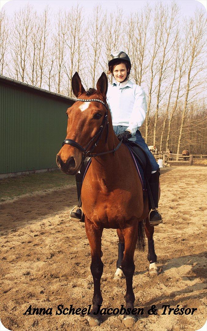 Dansk Varmblod TRÉSOR billede 7