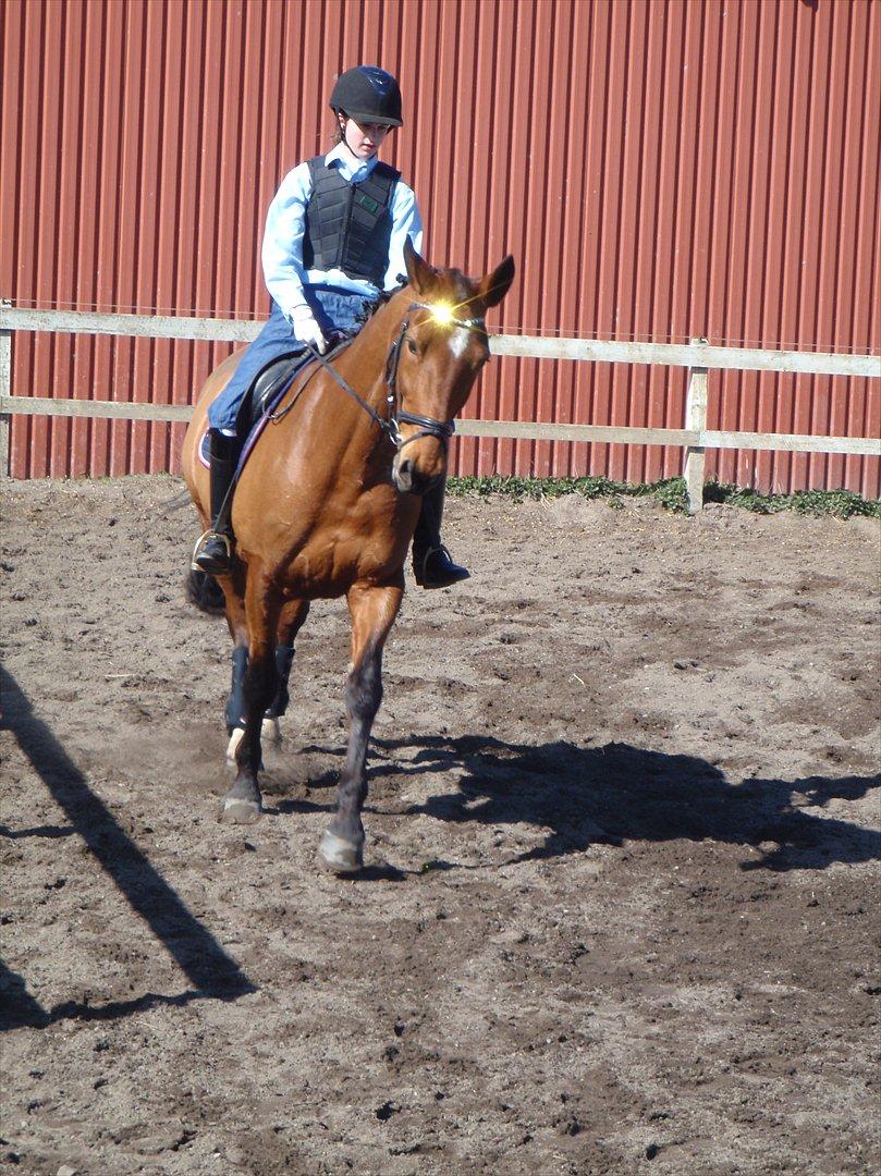 Dansk Varmblod TRÉSOR billede 8