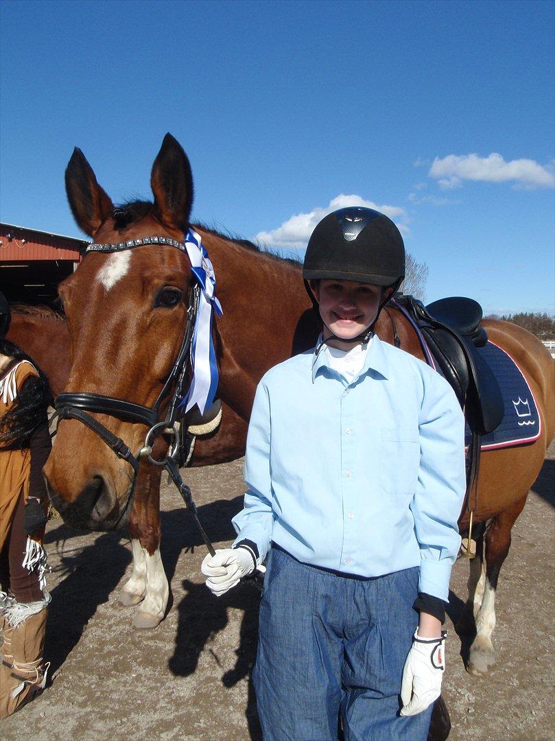 Dansk Varmblod TRÉSOR billede 5