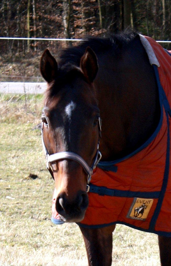 Fuldblod (XX) Adept  SOLGT - Min prinsesse, en smuk solskinsdag billede 2