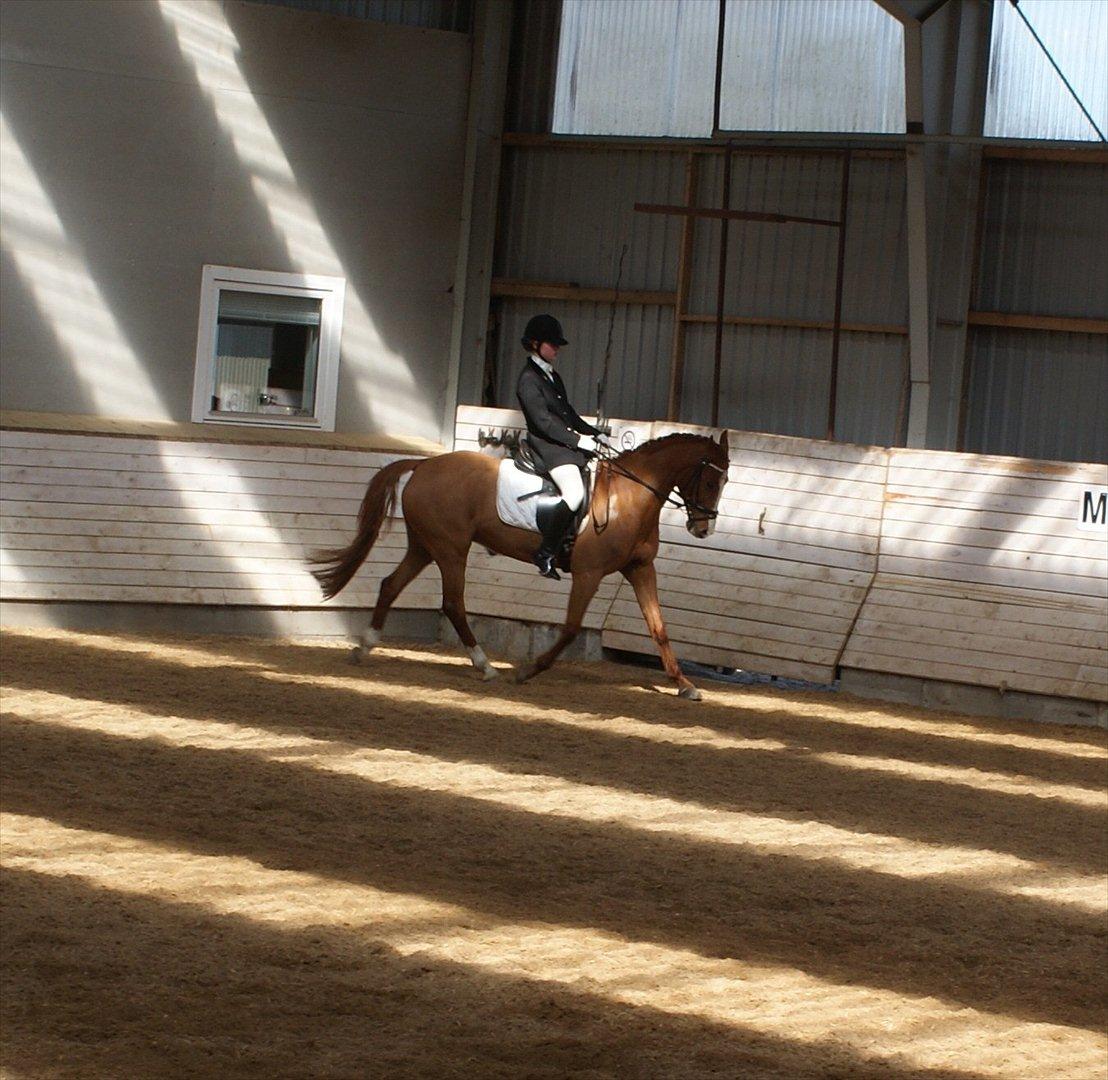 DSP Sizze Bredager EBRSDH 141/B-pony - 07.04.12. Lc3. Vorbasse billede 12