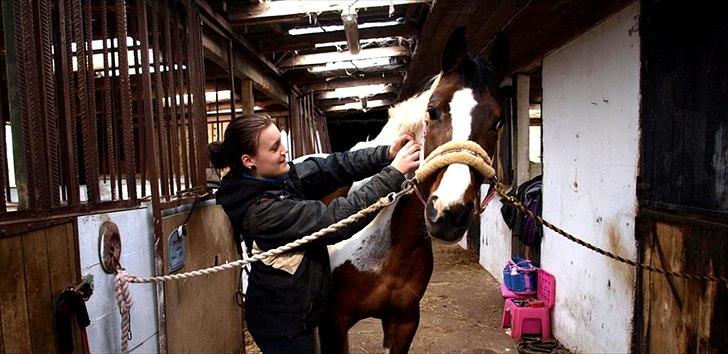 Pinto »{ Hoelgaards Sha Nell }« - Sha Nell får massage den 03-04-12, hun nød det virkligt hun var så god til undervisning dagen efter !!! billede 13