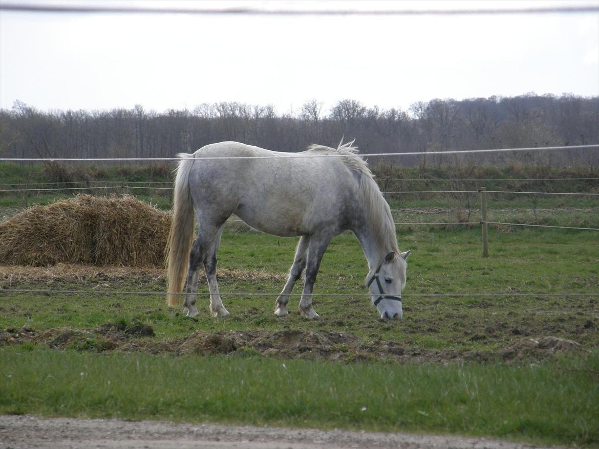 Welsh Partbred (Sec F) Klintholms Miss Shania billede 13