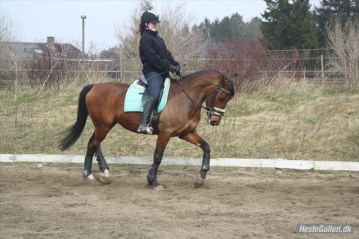 Anden særlig race Rastell *Mors Hjertebarn* - Rides af Sabina, der har haft lånt Rastell. billede 19