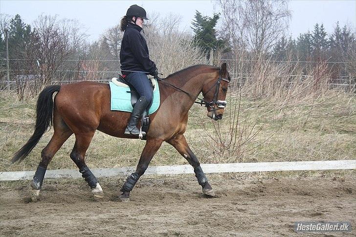 Anden særlig race Rastell *Mors Hjertebarn* - Rides af Sabina, der har haft lånt Rastell. billede 20