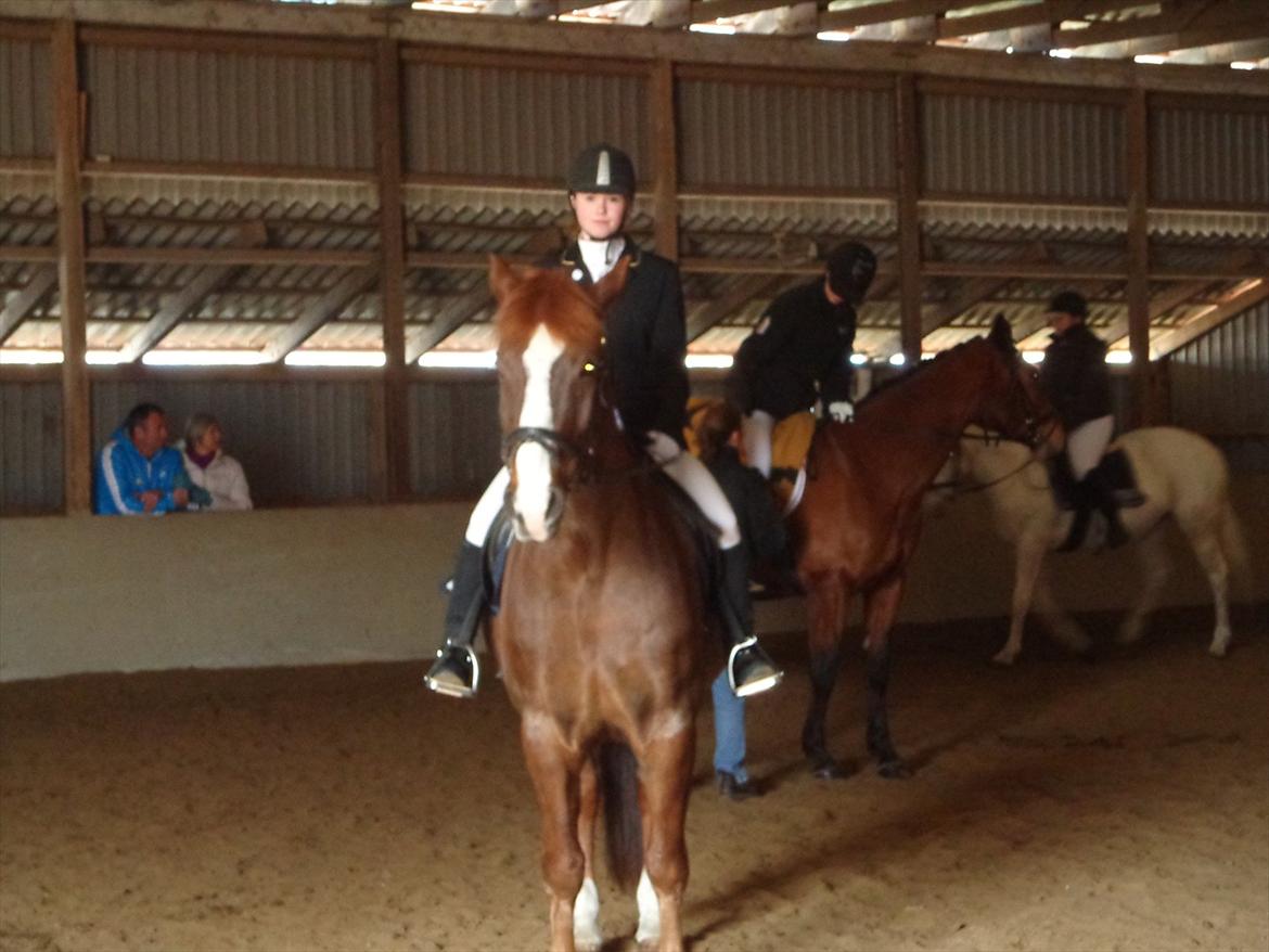 Anden særlig race Aksel<3 billede 6