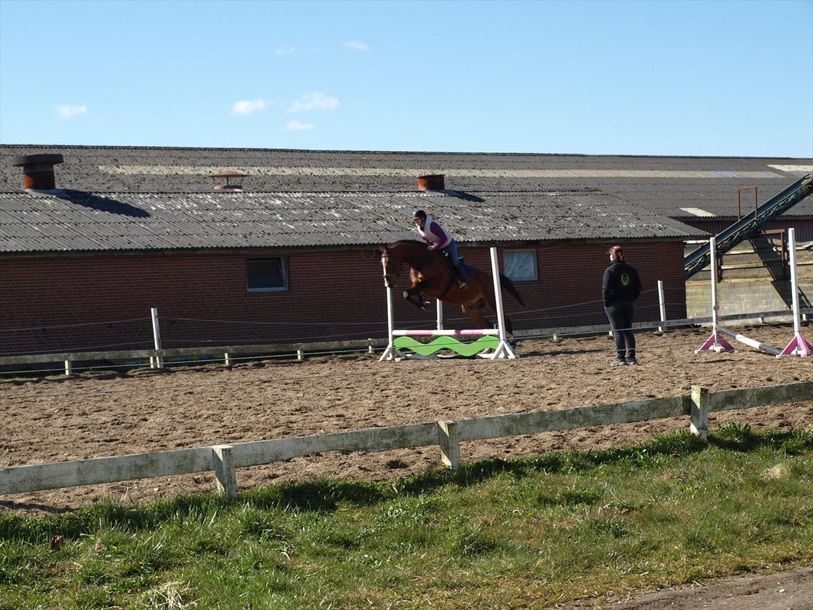 Oldenborg Hasselhøjs Ikaros (Bamse)[VIDUNDER HESTEN] - spring på en MEGAT frisk Ikaros, uden martingal, det kan kun gå gat :P billede 6