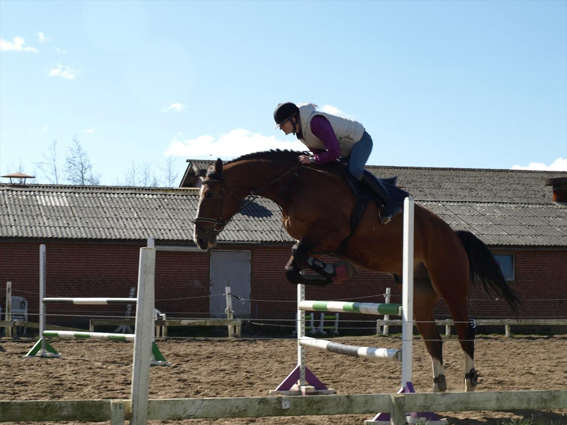 Oldenborg Hasselhøjs Ikaros (Bamse)[VIDUNDER HESTEN] - Du tar' mig tættere på himlen <3 billede 7