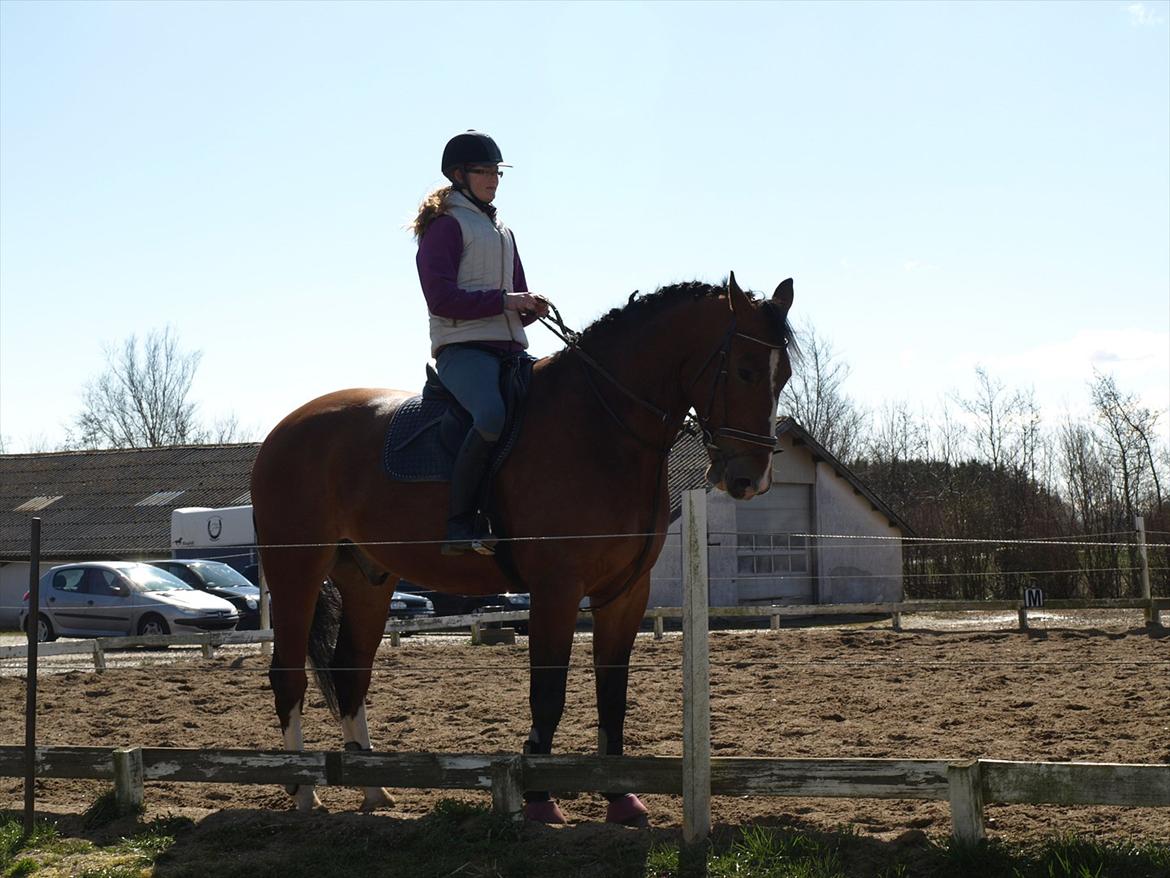 Oldenborg Hasselhøjs Ikaros (Bamse)[VIDUNDER HESTEN] - Parade, noget af det han er bedst til :D billede 8
