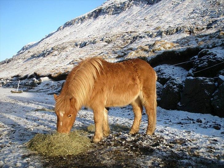 Færøsk hest Lý *ifol* ((((: - Jan 2012 billede 18