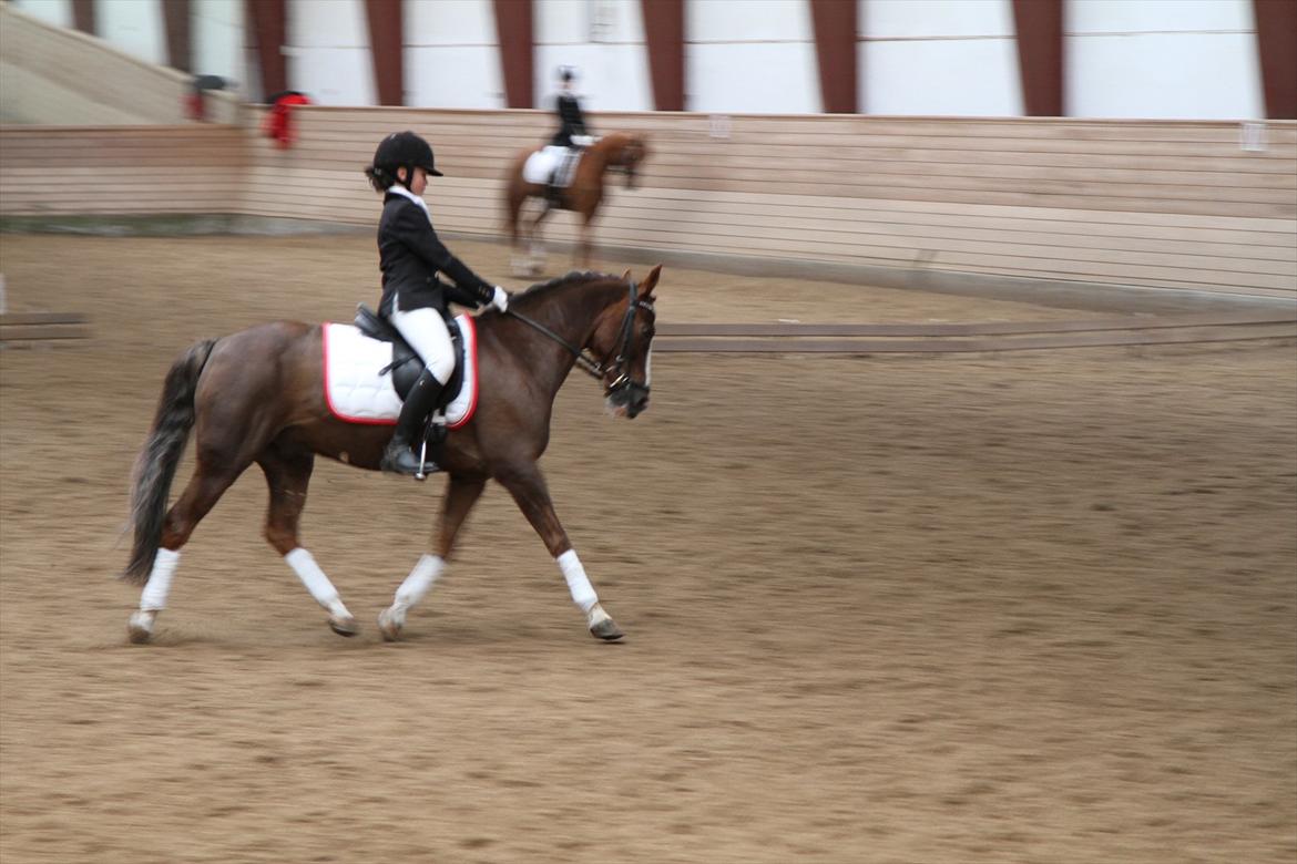 New Forest Marvin billede 3