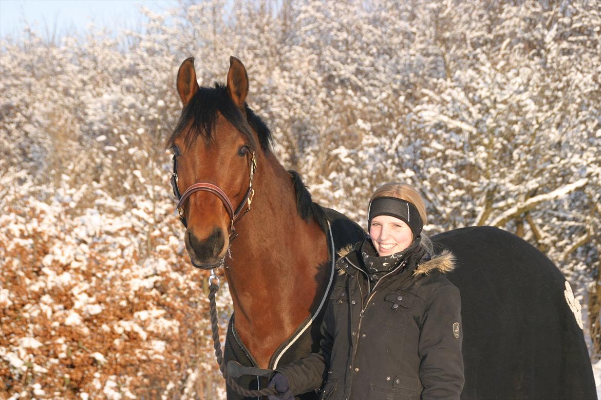 Dansk Varmblod Gersholms Calaf billede 20