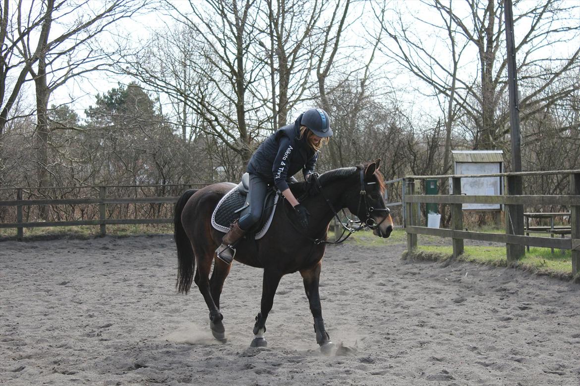 Hollandsk Sportspony Flipper - Velkommen til Flippers profil, håber den falder i super god smag! billede 1