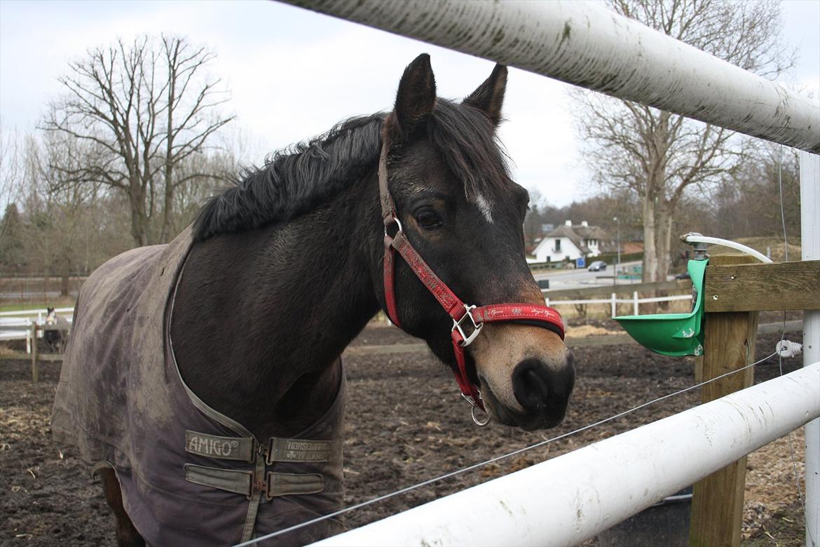 Hollandsk Sportspony Flipper billede 5