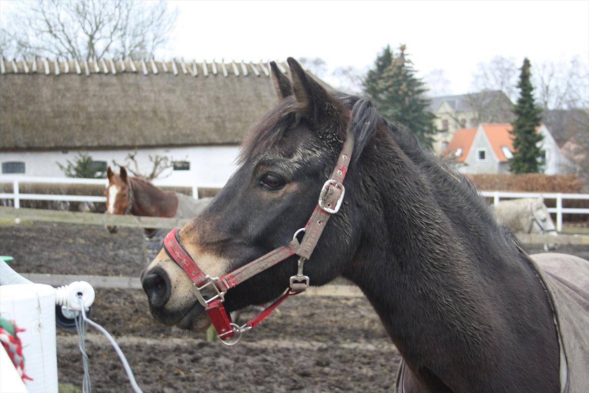 Hollandsk Sportspony Flipper billede 7