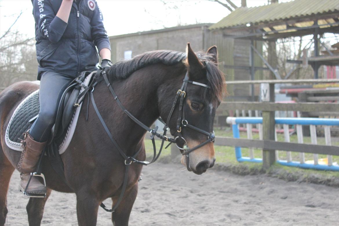 Hollandsk Sportspony Flipper billede 2