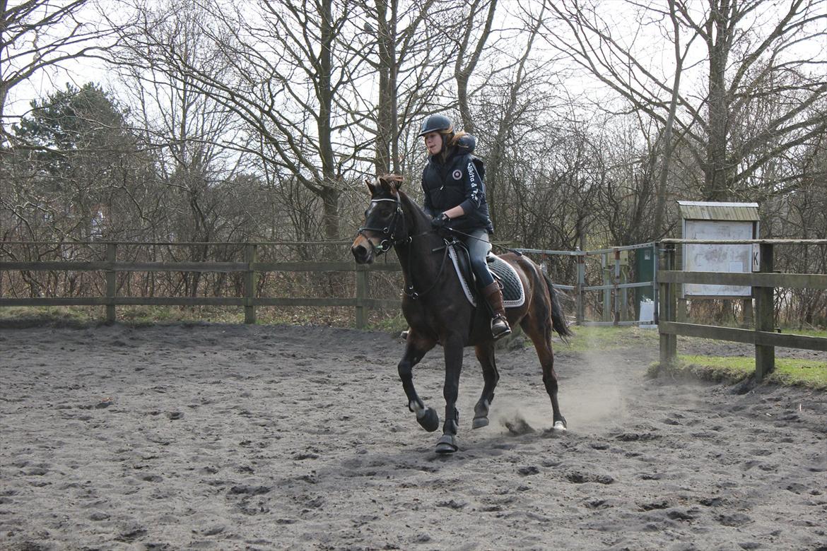 Hollandsk Sportspony Flipper billede 10