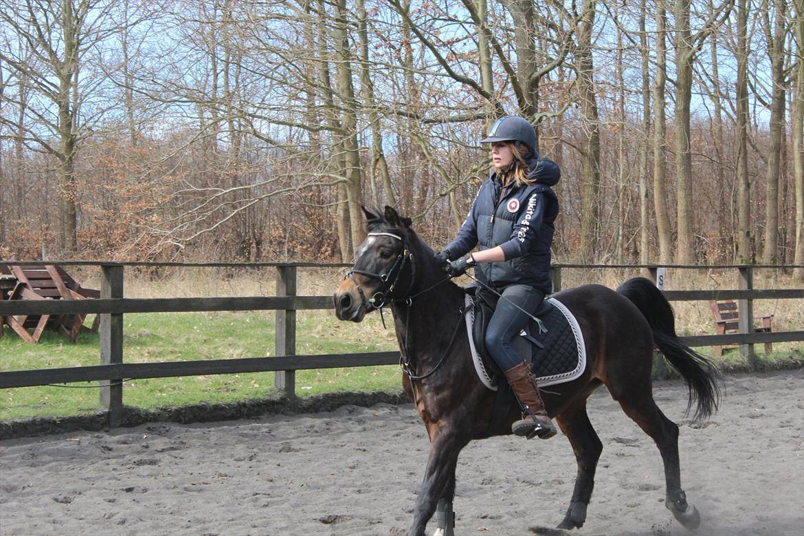 Hollandsk Sportspony Flipper billede 12