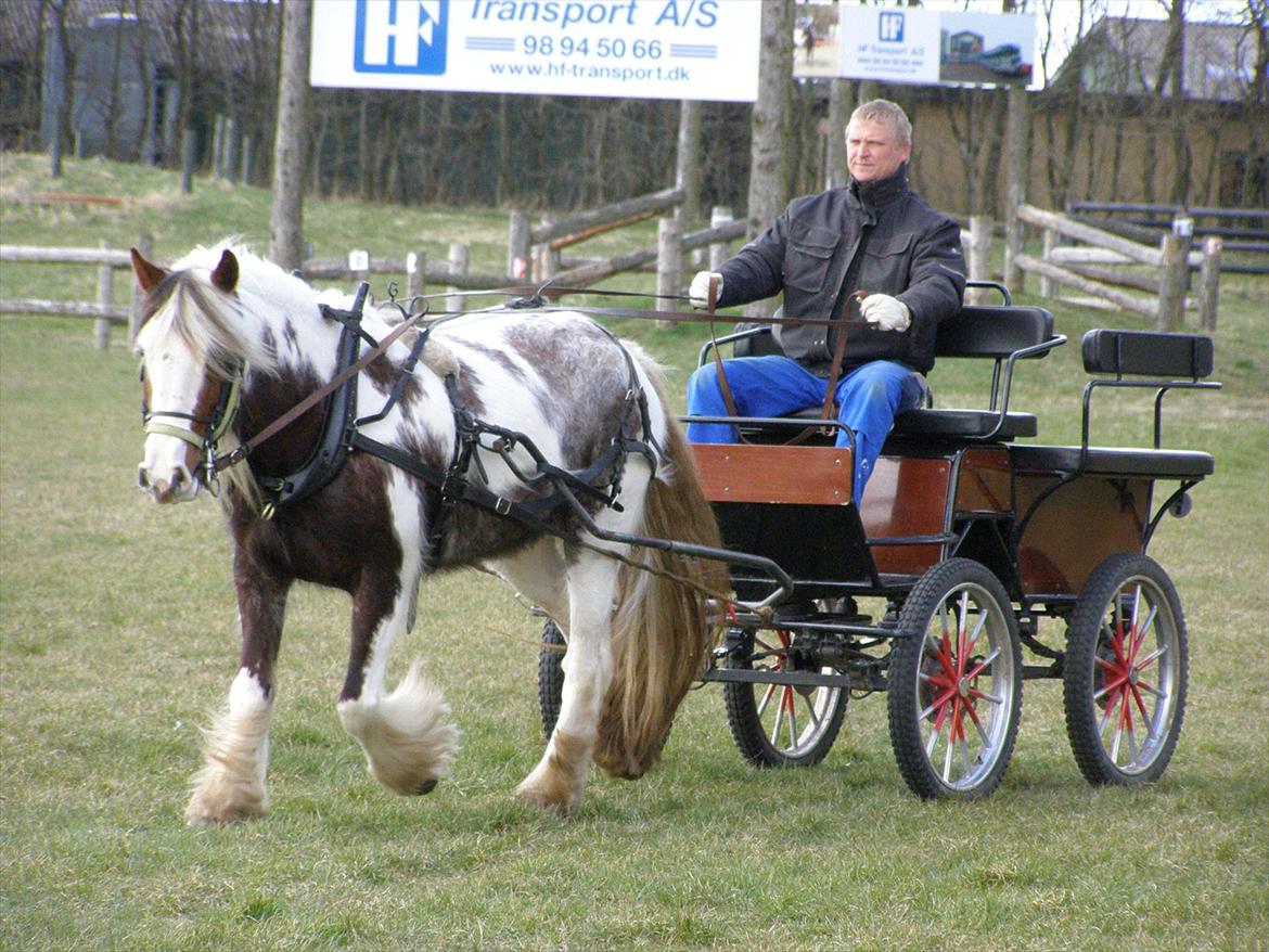 Irish Cob My Own Casmina billede 9