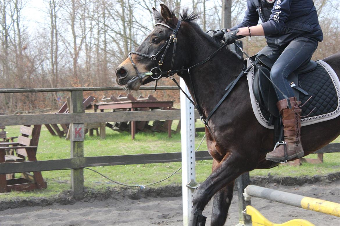 Hollandsk Sportspony Flipper billede 4