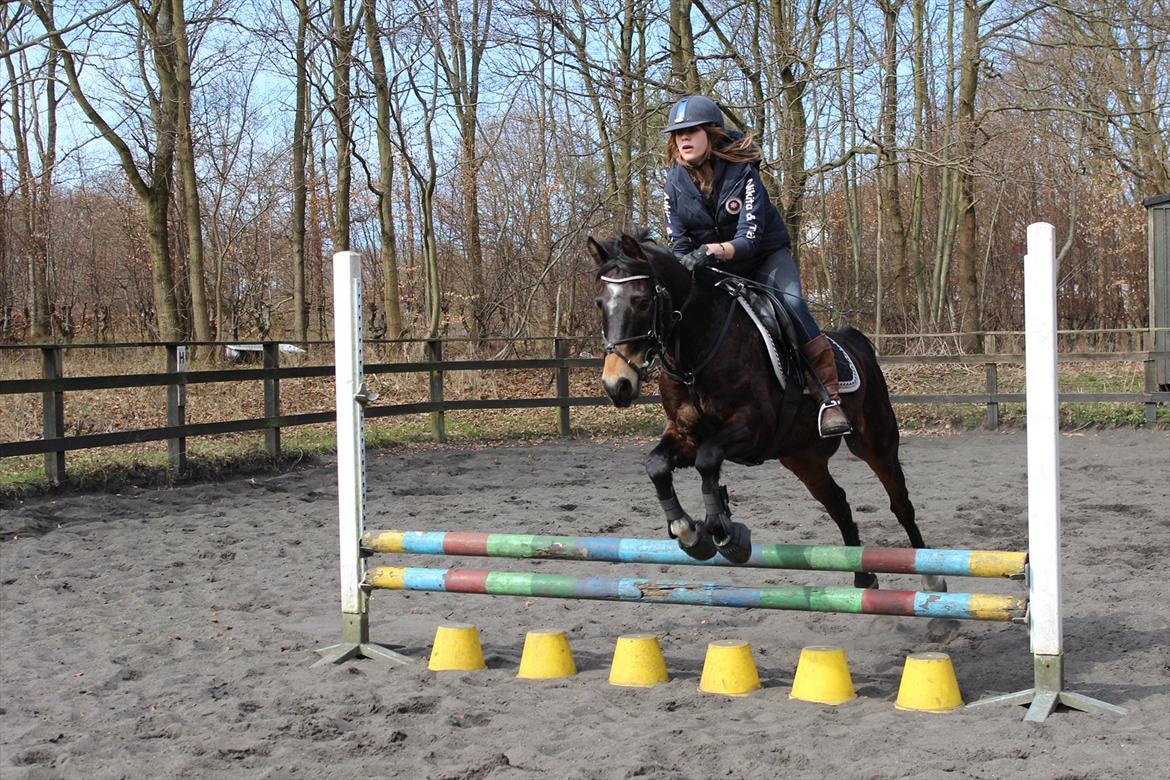 Hollandsk Sportspony Flipper billede 6