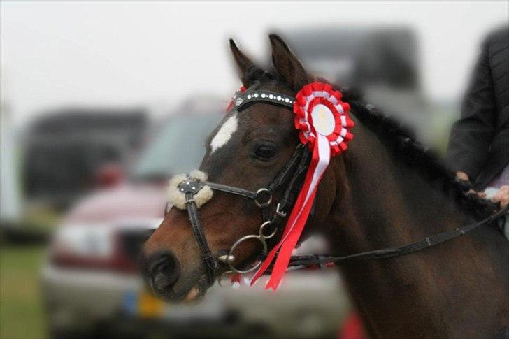 Welsh Pony af Cob-type (sec C) Gribsvads Tango<3 R.I.P billede 10